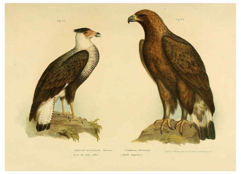 Reproducción/Reproduction 6005170897: Bilder-atlas zur Wissenschaftlich-populären Naturgeschichte der Vögel in ihren sämmtlichen Hauptformen Wien,K.K. Hof und Staatsdruckerei,1864