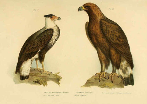 Reproducción/Reproduction 6005170897: Bilder-atlas zur Wissenschaftlich-populären Naturgeschichte der Vögel in ihren sämmtlichen Hauptformen Wien,K.K. Hof und Staatsdruckerei,1864