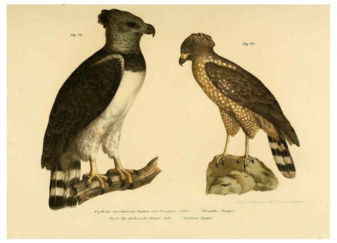 Reproducción/Reproduction 6005171437: Bilder-atlas zur Wissenschaftlich-populären Naturgeschichte der Vögel in ihren sämmtlichen Hauptformen Wien,K.K. Hof und Staatsdruckerei,1864