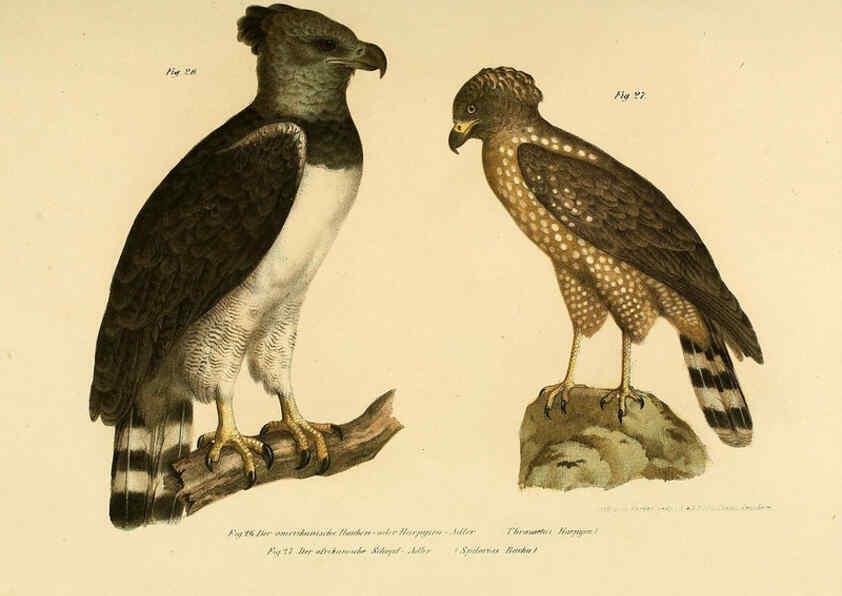 Reproducción/Reproduction 6005171437: Bilder-atlas zur Wissenschaftlich-populären Naturgeschichte der Vögel in ihren sämmtlichen Hauptformen Wien,K.K. Hof und Staatsdruckerei,1864