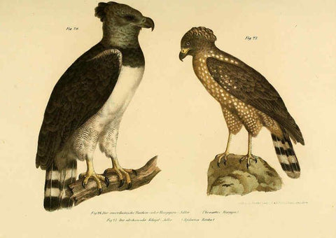 Reproducción/Reproduction 6005171437: Bilder-atlas zur Wissenschaftlich-populären Naturgeschichte der Vögel in ihren sämmtlichen Hauptformen Wien,K.K. Hof und Staatsdruckerei,1864