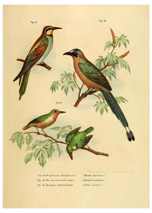 Reproducción/Reproduction 6005722326: Bilder-atlas zur Wissenschaftlich-populären Naturgeschichte der Vögel in ihren sämmtlichen Hauptformen Wien,K.K. Hof und Staatsdruckerei,1864