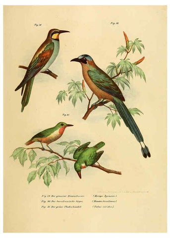Reproducción/Reproduction 6005722326: Bilder-atlas zur Wissenschaftlich-populären Naturgeschichte der Vögel in ihren sämmtlichen Hauptformen Wien,K.K. Hof und Staatsdruckerei,1864