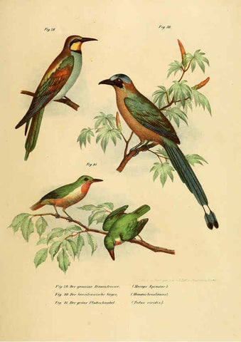 Reproducción/Reproduction 6005722326: Bilder-atlas zur Wissenschaftlich-populären Naturgeschichte der Vögel in ihren sämmtlichen Hauptformen Wien,K.K. Hof und Staatsdruckerei,1864