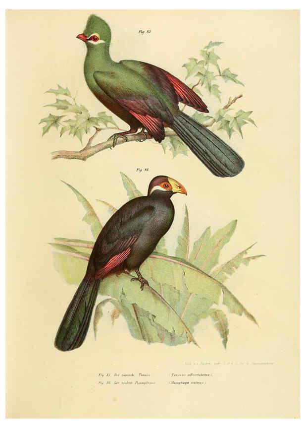 Reproducción/Reproduction 6005722746: Bilder-atlas zur Wissenschaftlich-populären Naturgeschichte der Vögel in ihren sämmtlichen Hauptformen Wien,K.K. Hof und Staatsdruckerei,1864