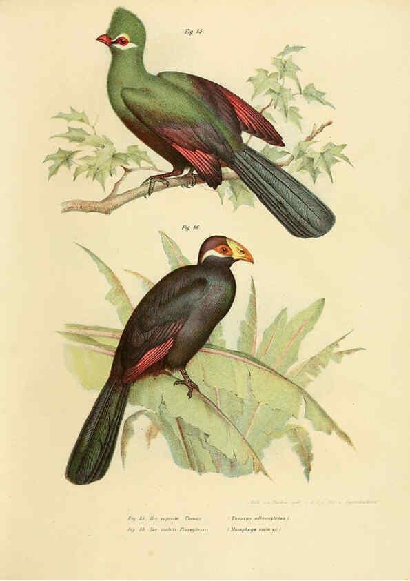 Reproducción/Reproduction 6005722746: Bilder-atlas zur Wissenschaftlich-populären Naturgeschichte der Vögel in ihren sämmtlichen Hauptformen Wien,K.K. Hof und Staatsdruckerei,1864