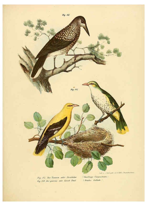 Reproducción/Reproduction 6005215363: Bilder-atlas zur Wissenschaftlich-populären Naturgeschichte der Vögel in ihren sämmtlichen Hauptformen Wien,K.K. Hof und Staatsdruckerei,1864