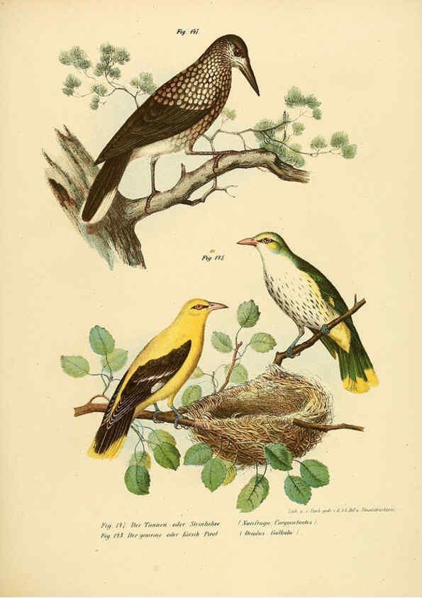Reproducción/Reproduction 6005215363: Bilder-atlas zur Wissenschaftlich-populären Naturgeschichte der Vögel in ihren sämmtlichen Hauptformen Wien,K.K. Hof und Staatsdruckerei,1864