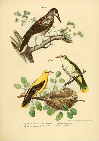 Reproducción/Reproduction 6005215363: Bilder-atlas zur Wissenschaftlich-populären Naturgeschichte der Vögel in ihren sämmtlichen Hauptformen Wien,K.K. Hof und Staatsdruckerei,1864
