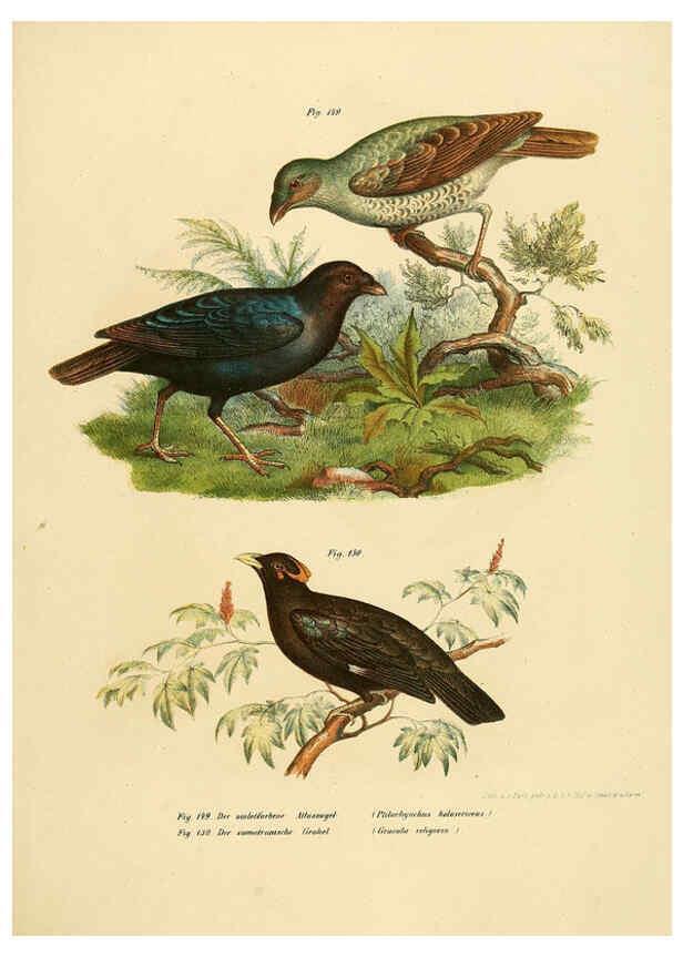 Reproducción/Reproduction 6005215601: Bilder-atlas zur Wissenschaftlich-populären Naturgeschichte der Vögel in ihren sämmtlichen Hauptformen Wien,K.K. Hof und Staatsdruckerei,1864