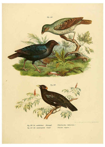 Reproducción/Reproduction 6005215601: Bilder-atlas zur Wissenschaftlich-populären Naturgeschichte der Vögel in ihren sämmtlichen Hauptformen Wien,K.K. Hof und Staatsdruckerei,1864
