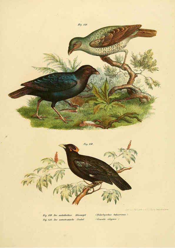 Reproducción/Reproduction 6005215601: Bilder-atlas zur Wissenschaftlich-populären Naturgeschichte der Vögel in ihren sämmtlichen Hauptformen Wien,K.K. Hof und Staatsdruckerei,1864