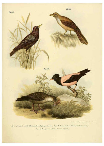 Reproducción/Reproduction 6005215787: Bilder-atlas zur Wissenschaftlich-populären Naturgeschichte der Vögel in ihren sämmtlichen Hauptformen Wien,K.K. Hof und Staatsdruckerei,1864