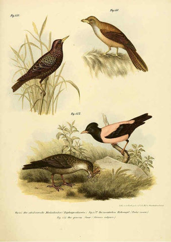 Reproducción/Reproduction 6005215787: Bilder-atlas zur Wissenschaftlich-populären Naturgeschichte der Vögel in ihren sämmtlichen Hauptformen Wien,K.K. Hof und Staatsdruckerei,1864