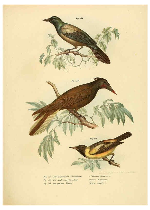 Reproducción/Reproduction 6005215975: Bilder-atlas zur Wissenschaftlich-populären Naturgeschichte der Vögel in ihren sämmtlichen Hauptformen Wien,K.K. Hof und Staatsdruckerei,1864