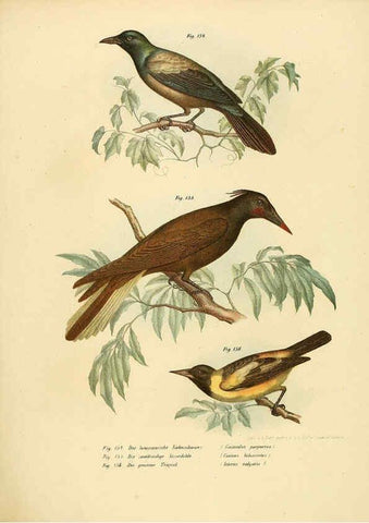 Reproducción/Reproduction 6005215975: Bilder-atlas zur Wissenschaftlich-populären Naturgeschichte der Vögel in ihren sämmtlichen Hauptformen Wien,K.K. Hof und Staatsdruckerei,1864