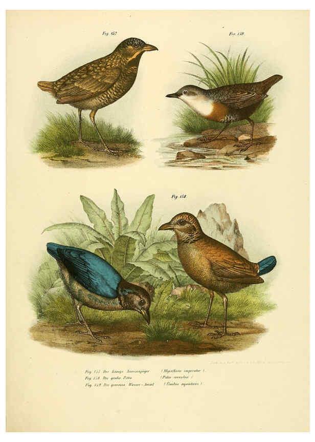 Reproducción/Reproduction 6005760938: Bilder-atlas zur Wissenschaftlich-populären Naturgeschichte der Vögel in ihren sämmtlichen Hauptformen Wien,K.K. Hof und Staatsdruckerei,1864