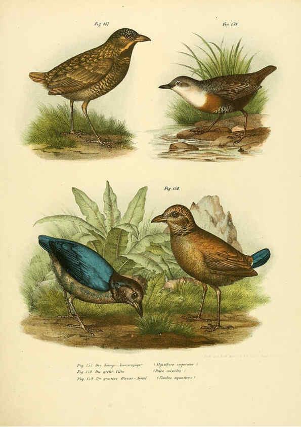 Reproducción/Reproduction 6005760938: Bilder-atlas zur Wissenschaftlich-populären Naturgeschichte der Vögel in ihren sämmtlichen Hauptformen Wien,K.K. Hof und Staatsdruckerei,1864