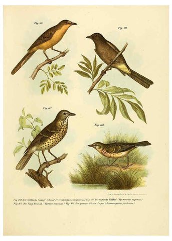 Reproducción/Reproduction 6005761148: Bilder-atlas zur Wissenschaftlich-populären Naturgeschichte der Vögel in ihren sämmtlichen Hauptformen Wien,K.K. Hof und Staatsdruckerei,1864