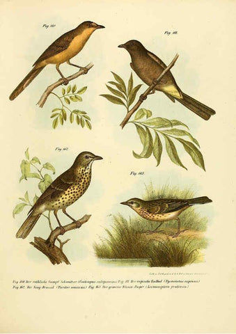 Reproducción/Reproduction 6005761148: Bilder-atlas zur Wissenschaftlich-populären Naturgeschichte der Vögel in ihren sämmtlichen Hauptformen Wien,K.K. Hof und Staatsdruckerei,1864