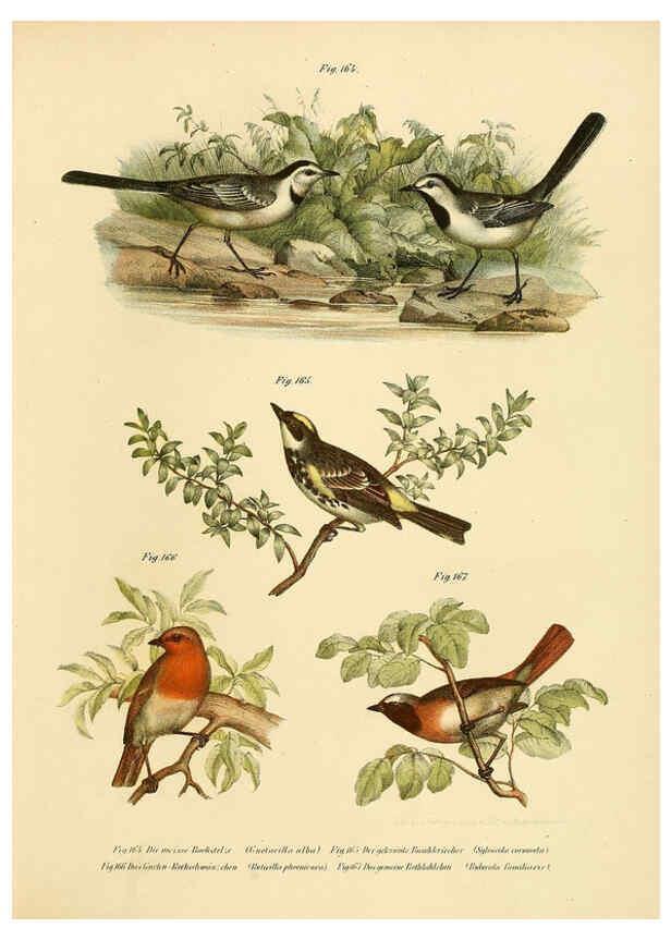 Reproducción/Reproduction 6005216577: Bilder-atlas zur Wissenschaftlich-populären Naturgeschichte der Vögel in ihren sämmtlichen Hauptformen Wien,K.K. Hof und Staatsdruckerei,1864