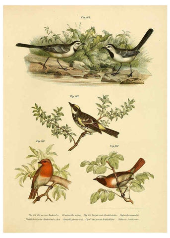Reproducción/Reproduction 6005216577: Bilder-atlas zur Wissenschaftlich-populären Naturgeschichte der Vögel in ihren sämmtlichen Hauptformen Wien,K.K. Hof und Staatsdruckerei,1864