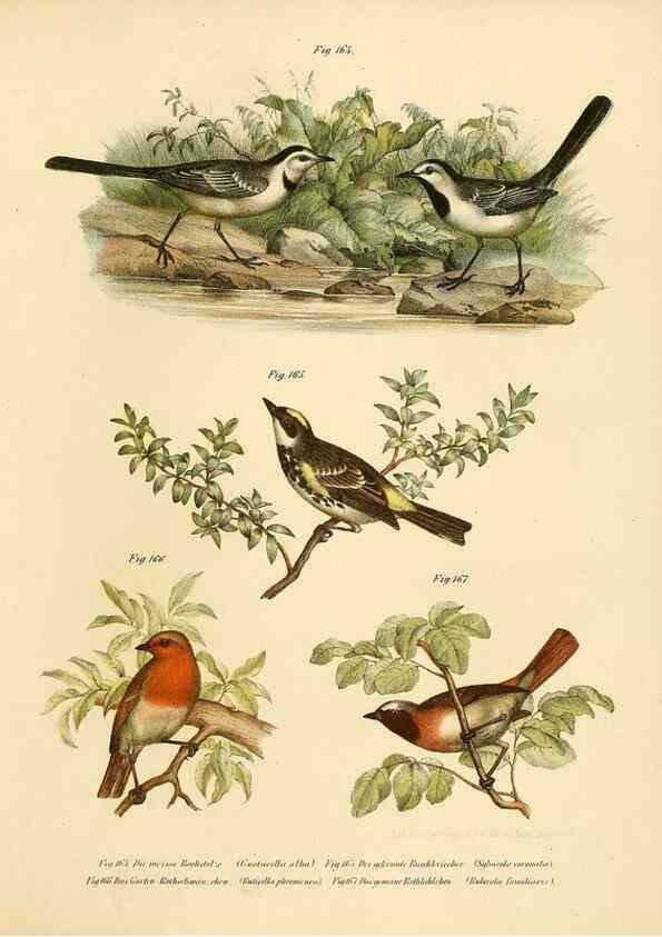 Reproducción/Reproduction 6005216577: Bilder-atlas zur Wissenschaftlich-populären Naturgeschichte der Vögel in ihren sämmtlichen Hauptformen Wien,K.K. Hof und Staatsdruckerei,1864