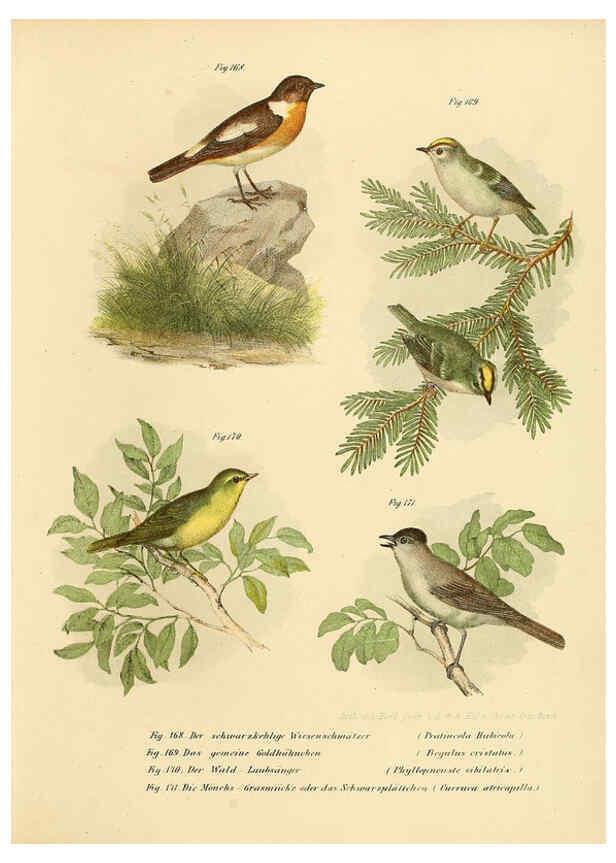 Reproducción/Reproduction 6005761636: Bilder-atlas zur Wissenschaftlich-populären Naturgeschichte der Vögel in ihren sämmtlichen Hauptformen Wien,K.K. Hof und Staatsdruckerei,1864