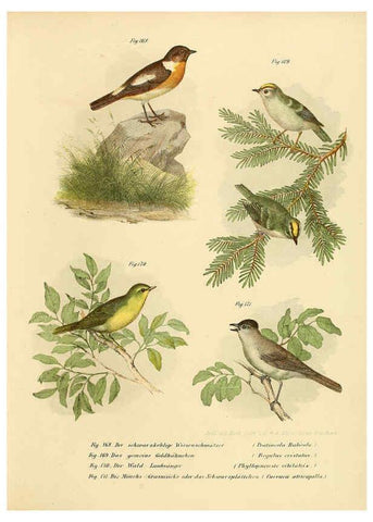 Reproducción/Reproduction 6005761636: Bilder-atlas zur Wissenschaftlich-populären Naturgeschichte der Vögel in ihren sämmtlichen Hauptformen Wien,K.K. Hof und Staatsdruckerei,1864