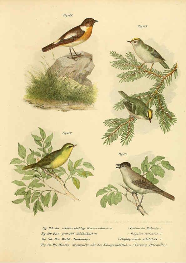 Reproducción/Reproduction 6005761636: Bilder-atlas zur Wissenschaftlich-populären Naturgeschichte der Vögel in ihren sämmtlichen Hauptformen Wien,K.K. Hof und Staatsdruckerei,1864