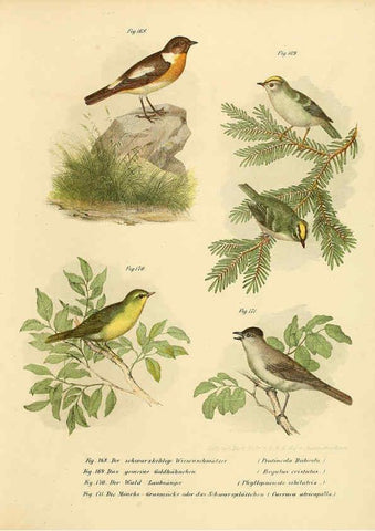 Reproducción/Reproduction 6005761636: Bilder-atlas zur Wissenschaftlich-populären Naturgeschichte der Vögel in ihren sämmtlichen Hauptformen Wien,K.K. Hof und Staatsdruckerei,1864