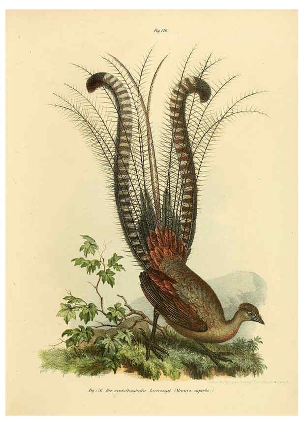 Reproducción/Reproduction 6005217503: Bilder-atlas zur Wissenschaftlich-populären Naturgeschichte der Vögel in ihren sämmtlichen Hauptformen Wien,K.K. Hof und Staatsdruckerei,1864