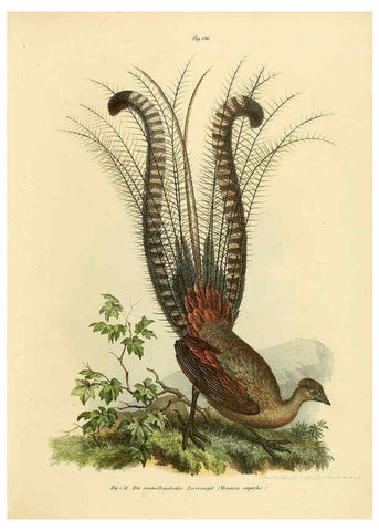 Reproducción/Reproduction 6005217503: Bilder-atlas zur Wissenschaftlich-populären Naturgeschichte der Vögel in ihren sämmtlichen Hauptformen Wien,K.K. Hof und Staatsdruckerei,1864