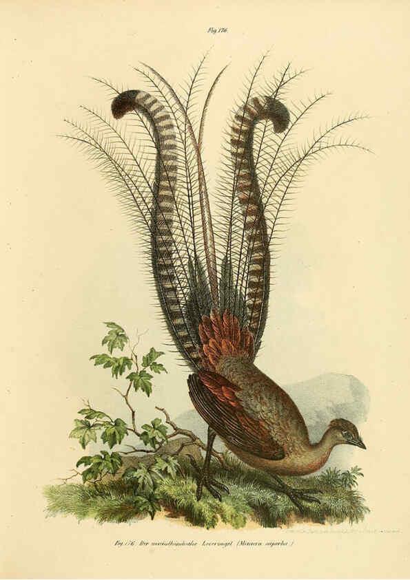 Reproducción/Reproduction 6005217503: Bilder-atlas zur Wissenschaftlich-populären Naturgeschichte der Vögel in ihren sämmtlichen Hauptformen Wien,K.K. Hof und Staatsdruckerei,1864
