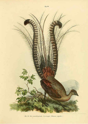 Reproducción/Reproduction 6005217503: Bilder-atlas zur Wissenschaftlich-populären Naturgeschichte der Vögel in ihren sämmtlichen Hauptformen Wien,K.K. Hof und Staatsdruckerei,1864