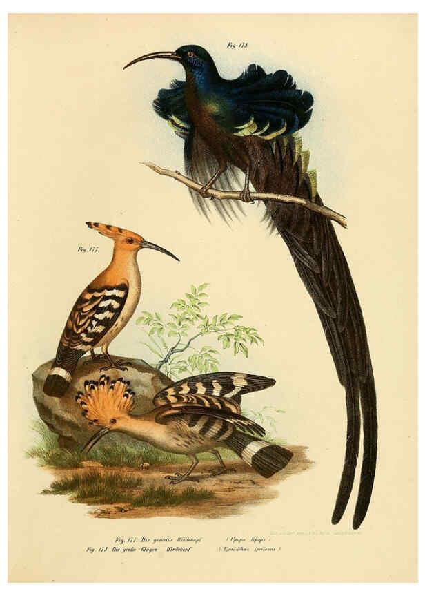 Reproducción/Reproduction 6005217709: Bilder-atlas zur Wissenschaftlich-populären Naturgeschichte der Vögel in ihren sämmtlichen Hauptformen Wien,K.K. Hof und Staatsdruckerei,1864