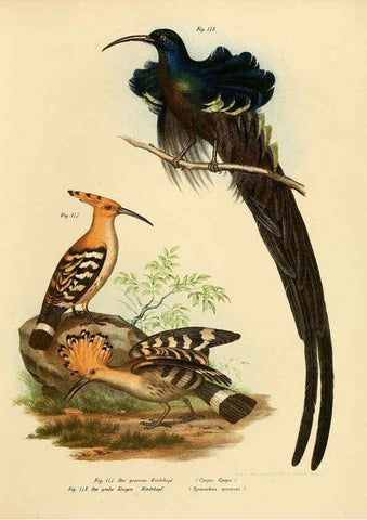 Reproducción/Reproduction 6005217709: Bilder-atlas zur Wissenschaftlich-populären Naturgeschichte der Vögel in ihren sämmtlichen Hauptformen Wien,K.K. Hof und Staatsdruckerei,1864