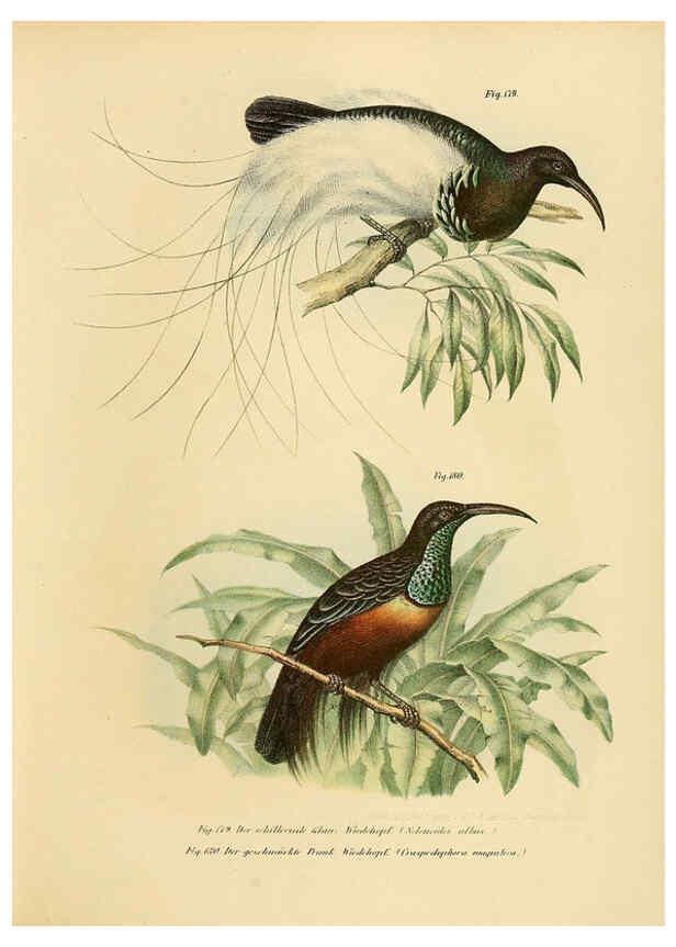 Reproducción/Reproduction 6005762668: Bilder-atlas zur Wissenschaftlich-populären Naturgeschichte der Vögel in ihren sämmtlichen Hauptformen Wien,K.K. Hof und Staatsdruckerei,1864