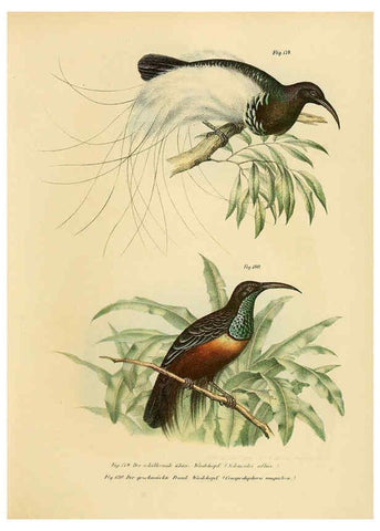 Reproducción/Reproduction 6005762668: Bilder-atlas zur Wissenschaftlich-populären Naturgeschichte der Vögel in ihren sämmtlichen Hauptformen Wien,K.K. Hof und Staatsdruckerei,1864