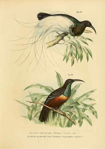 Reproducción/Reproduction 6005762668: Bilder-atlas zur Wissenschaftlich-populären Naturgeschichte der Vögel in ihren sämmtlichen Hauptformen Wien,K.K. Hof und Staatsdruckerei,1864