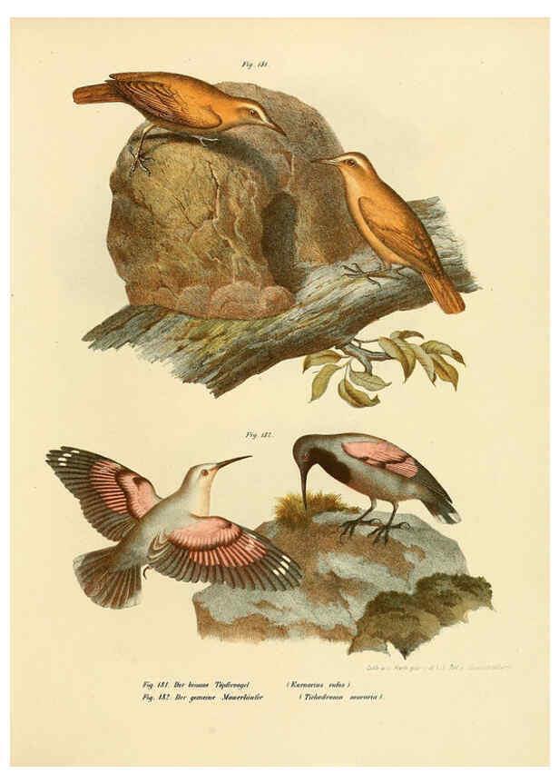 Reproducción/Reproduction 6005762966: Bilder-atlas zur Wissenschaftlich-populären Naturgeschichte der Vögel in ihren sämmtlichen Hauptformen Wien,K.K. Hof und Staatsdruckerei,1864