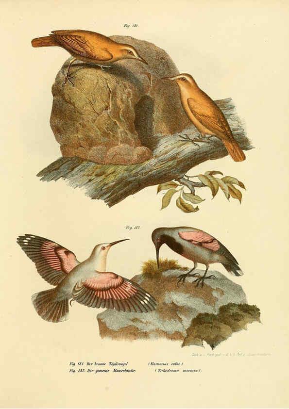 Reproducción/Reproduction 6005762966: Bilder-atlas zur Wissenschaftlich-populären Naturgeschichte der Vögel in ihren sämmtlichen Hauptformen Wien,K.K. Hof und Staatsdruckerei,1864