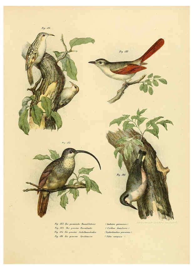 Reproducción/Reproduction 6005218403: Bilder-atlas zur Wissenschaftlich-populären Naturgeschichte der Vögel in ihren sämmtlichen Hauptformen Wien,K.K. Hof und Staatsdruckerei,1864