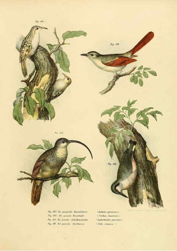 Reproducción/Reproduction 6005218403: Bilder-atlas zur Wissenschaftlich-populären Naturgeschichte der Vögel in ihren sämmtlichen Hauptformen Wien,K.K. Hof und Staatsdruckerei,1864