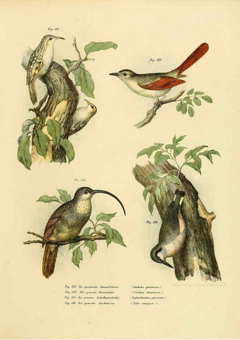 Reproducción/Reproduction 6005218403: Bilder-atlas zur Wissenschaftlich-populären Naturgeschichte der Vögel in ihren sämmtlichen Hauptformen Wien,K.K. Hof und Staatsdruckerei,1864