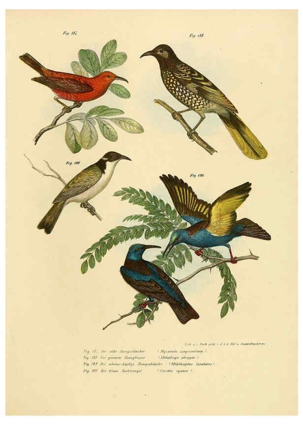 Reproducción/Reproduction 6005763414: Bilder-atlas zur Wissenschaftlich-populären Naturgeschichte der Vögel in ihren sämmtlichen Hauptformen Wien,K.K. Hof und Staatsdruckerei,1864