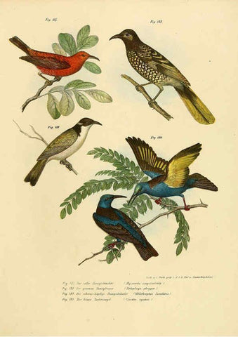 Reproducción/Reproduction 6005763414: Bilder-atlas zur Wissenschaftlich-populären Naturgeschichte der Vögel in ihren sämmtlichen Hauptformen Wien,K.K. Hof und Staatsdruckerei,1864