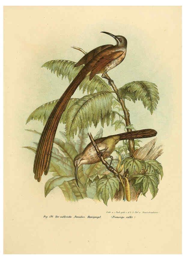 Reproducción/Reproduction 6005763628: Bilder-atlas zur Wissenschaftlich-populären Naturgeschichte der Vögel in ihren sämmtlichen Hauptformen Wien,K.K. Hof und Staatsdruckerei,1864