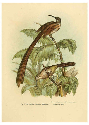 Reproducción/Reproduction 6005763628: Bilder-atlas zur Wissenschaftlich-populären Naturgeschichte der Vögel in ihren sämmtlichen Hauptformen Wien,K.K. Hof und Staatsdruckerei,1864