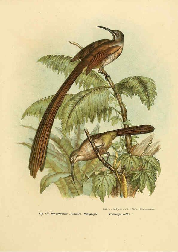 Reproducción/Reproduction 6005763628: Bilder-atlas zur Wissenschaftlich-populären Naturgeschichte der Vögel in ihren sämmtlichen Hauptformen Wien,K.K. Hof und Staatsdruckerei,1864